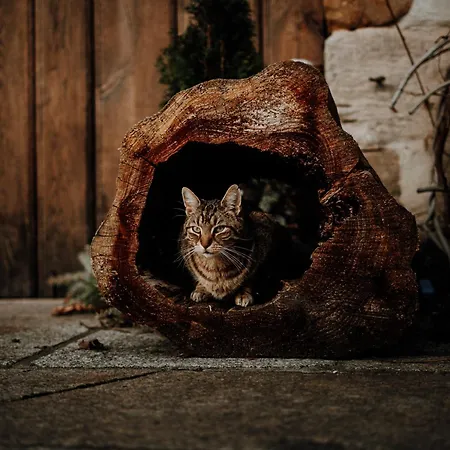 Konukevi Rittergut Positz 3*