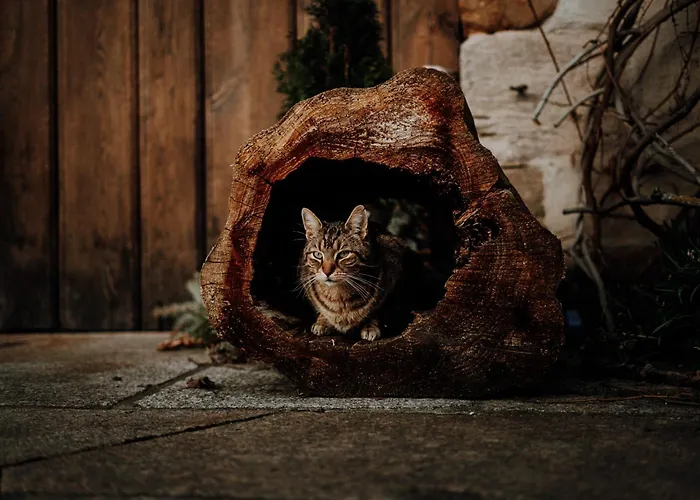 招待所 Rittergut Positz 3*